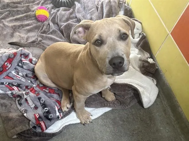 A baby medium-sized male Pit Bull Terrier dog named Little Bear for adoption in Palo Alto, CA