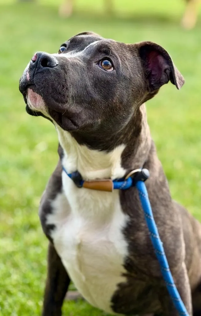 A baby medium-sized male Terrier dog named Dennis for adoption in Wintersville, OH