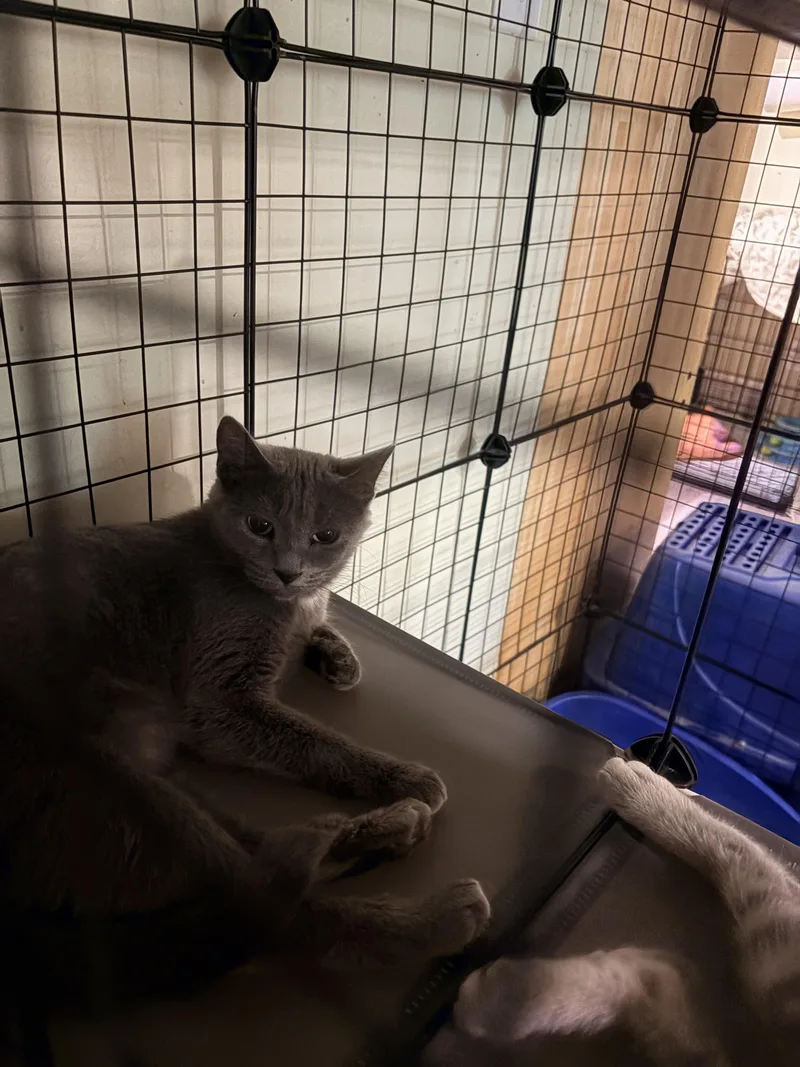 A baby medium-sized male Russian Blue cat named Mama blue for adoption in Newark valley, NY