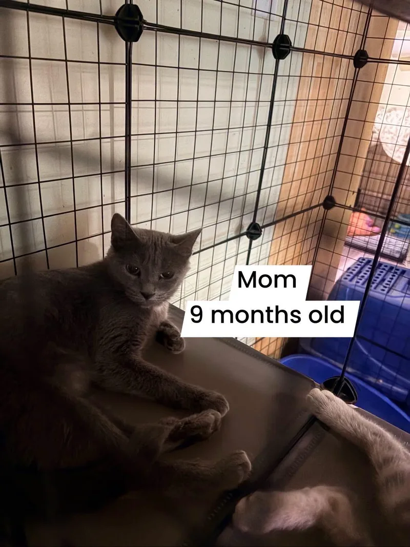 Mama blue thumbnail 2