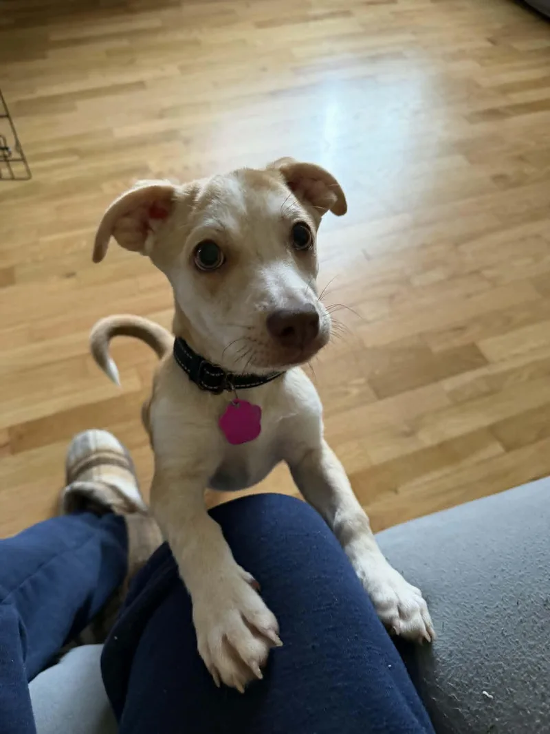 A baby small-sized male Terrier dog named Liam for adoption in Coldwater, MI