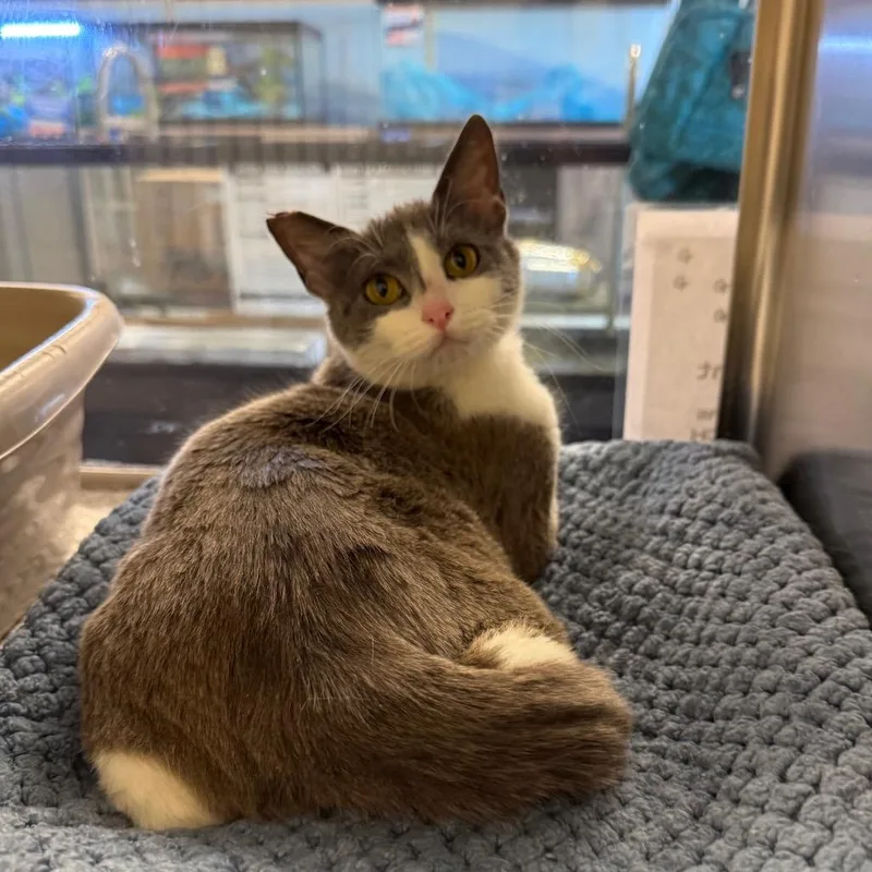 A young small-sized female Gray / Blue / Silver Domestic Short Hair cat named Diamond for adoption in Hemet, CA