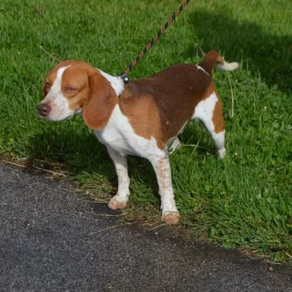 A young small-sized male Beagle dog named Norman for adoption in Elk Grove Village, IL
