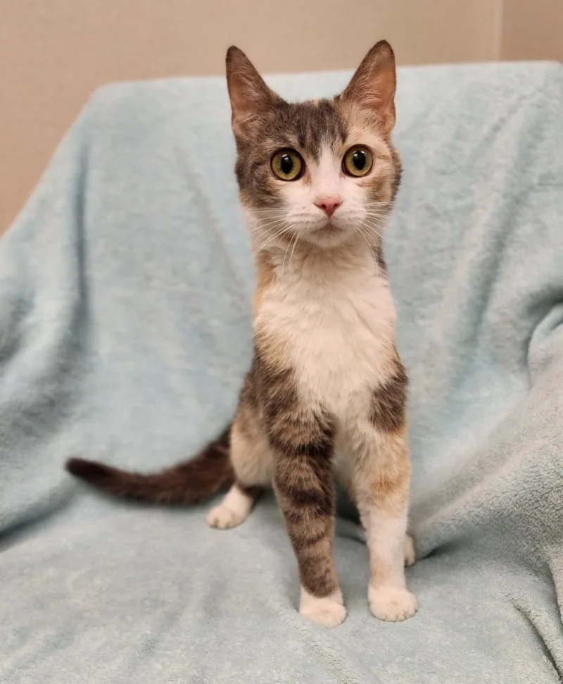 A young medium-sized female Domestic Short Hair cat named Squeakers for adoption in Superior, WI