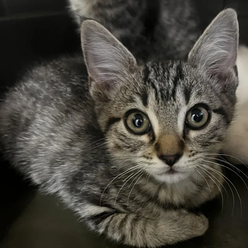 A baby small-sized male Brown / Chocolate Domestic Short Hair cat named Wobbly for adoption in Rifle, CO