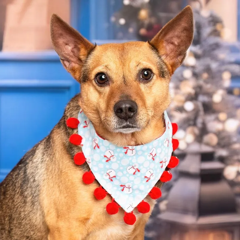 An adult medium-sized male Tricolor (Brown, Black, & White) Cattle Dog dog named Brody for adoption in Kaufman, TX