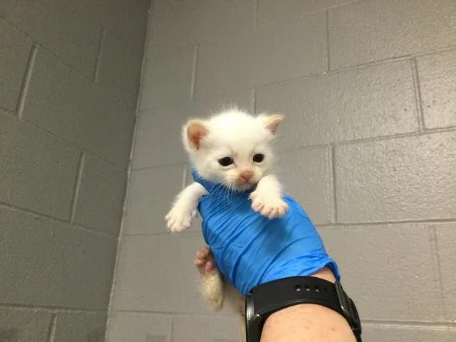 A baby small-sized male Domestic Short Hair cat named A for adoption in Thousand Palms, CA