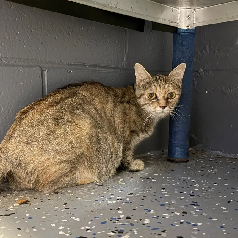 An adult medium-sized female Brown / Chocolate Domestic Short Hair cat named Olive Garden for adoption in Tuscaloosa, AL