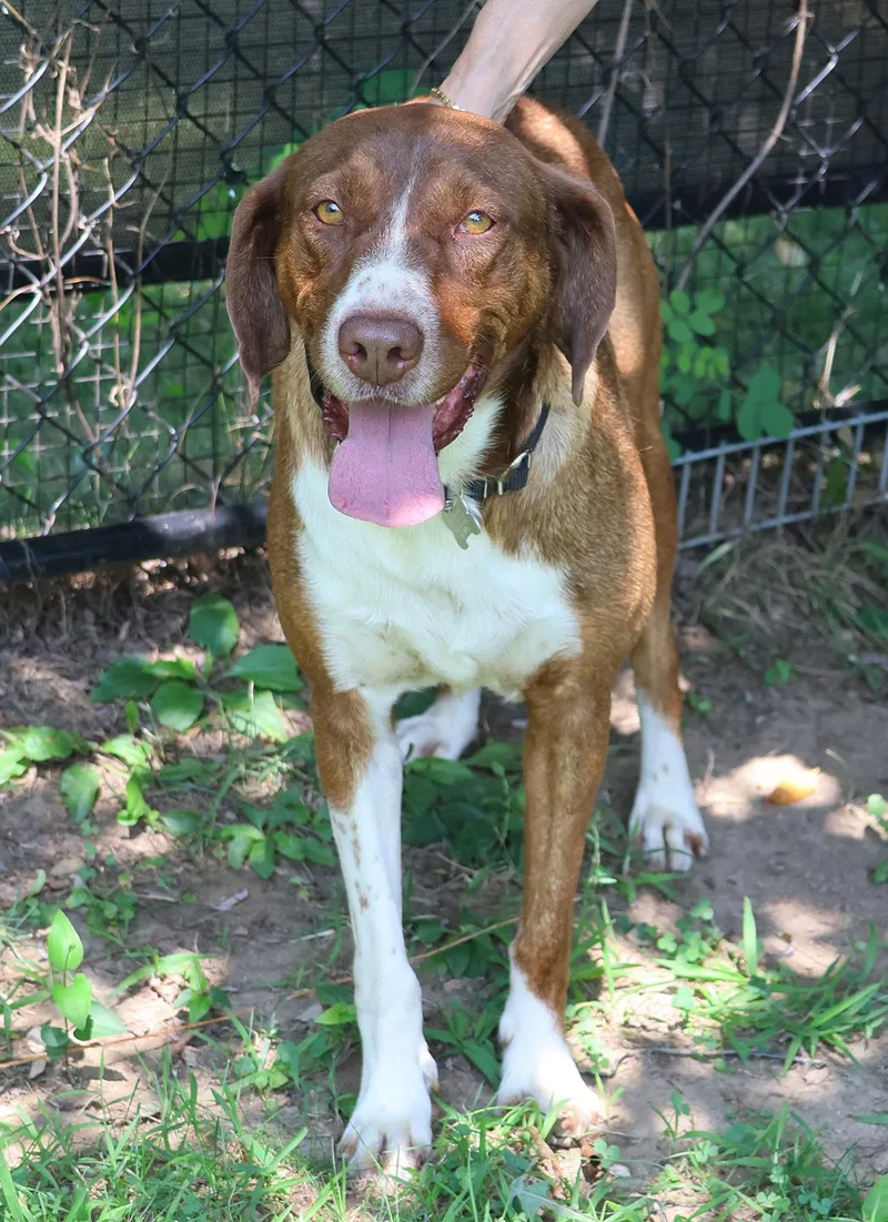 A young medium-sized male Brown / Chocolate Hound dog named Clyde for adoption in Harrison, NY
