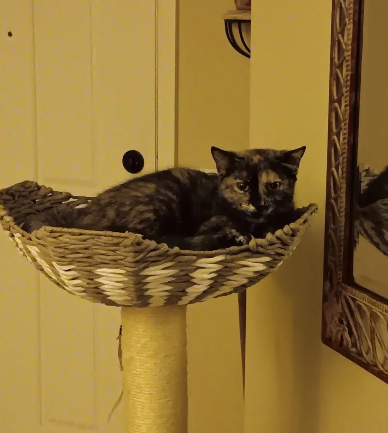 A baby medium-sized female Domestic Short Hair cat named Niamh for adoption in Peoria, AZ