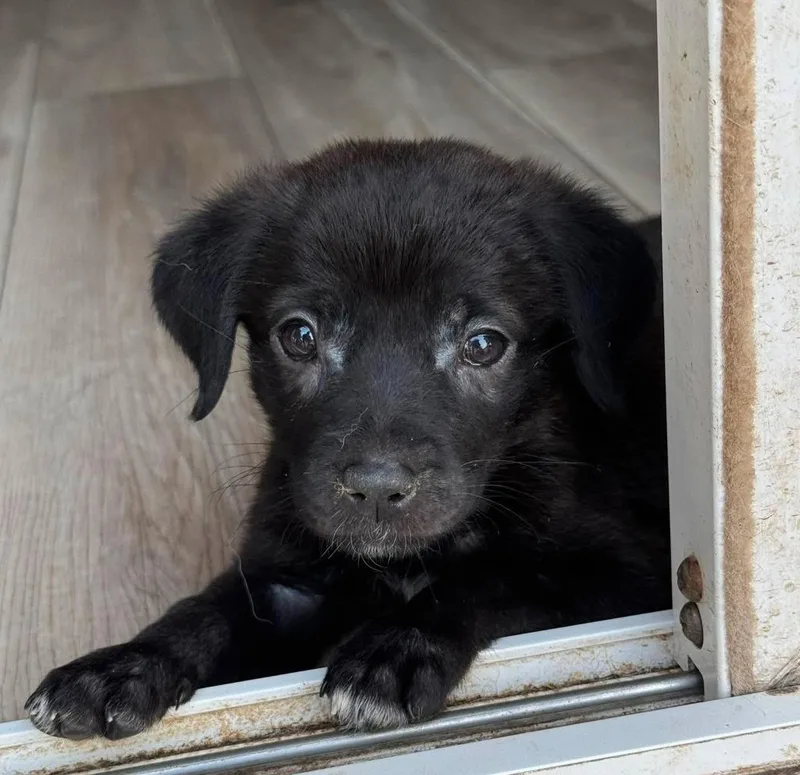 A baby small-sized female Mixed Breed dog named Selena for adoption in sun prairie, WI