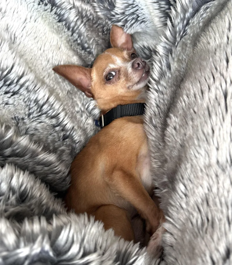 A young small-sized male Red / Chestnut / Orange Chihuahua dog named Taco for adoption in Brooklyn, NY
