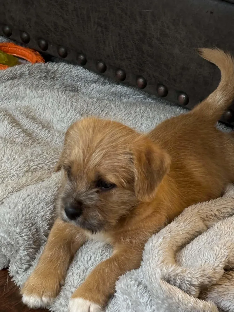 A baby medium-sized male Apricot / Beige Border Terrier dog named Romeo for adoption in Spring, TX