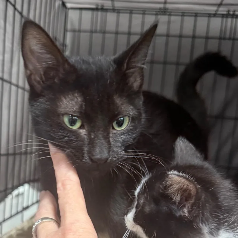 A baby small-sized female Black Domestic Short Hair cat named Ruby for adoption in Normal, IL