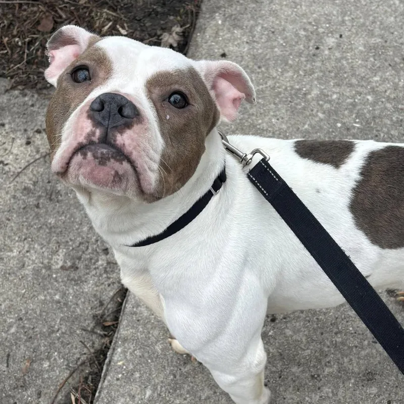 An adult medium-sized female White / Cream Mixed Breed dog named Chickie for adoption in Oak Park, IL