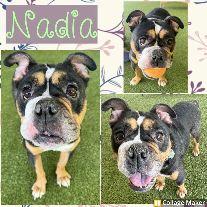 An adult medium-sized female Tricolor (Brown, Black, & White) Bulldog dog named Nadia for adoption in Clearfield, PA