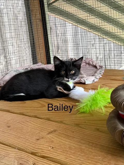 A young medium-sized male Black & White / Tuxedo Domestic Short Hair cat named Bailey for adoption in Karns City, PA