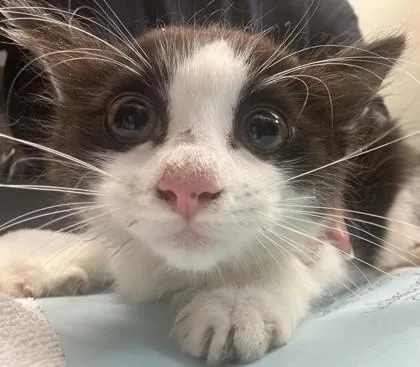 A baby small-sized female Domestic Short Hair cat named Tootsie for adoption in Chamblee, GA