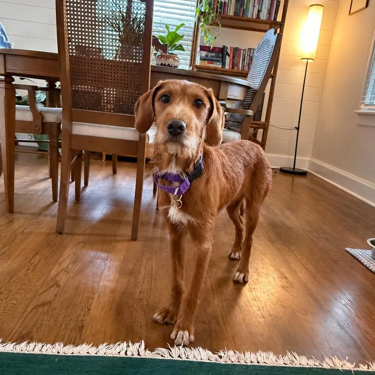 A young medium-sized female Terrier dog named Ruby for adoption in Raleigh, NC