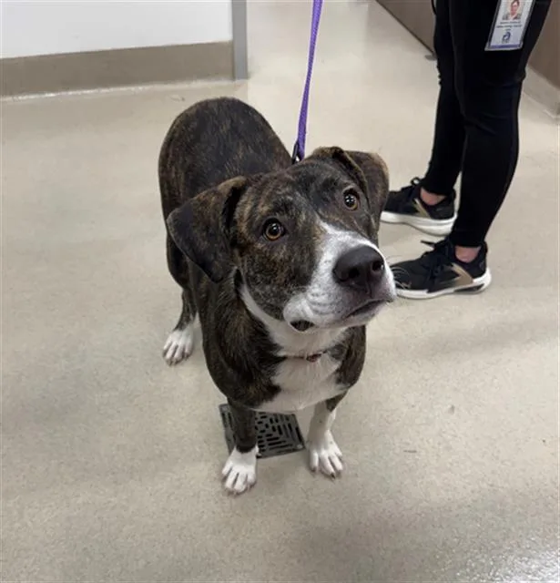 A young small-sized female Labrador Retriever dog named Lexi for adoption in Baytown, TX