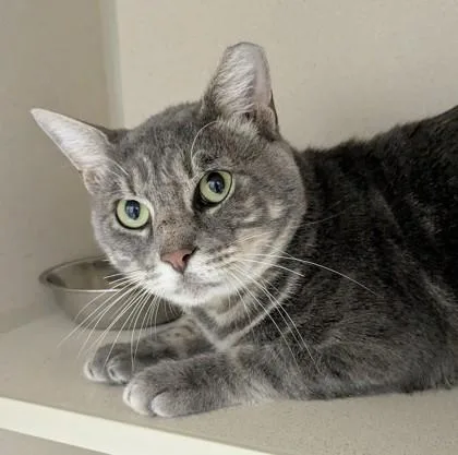 An adult medium-sized male Domestic Short Hair cat named Glenn for adoption in Divide, CO