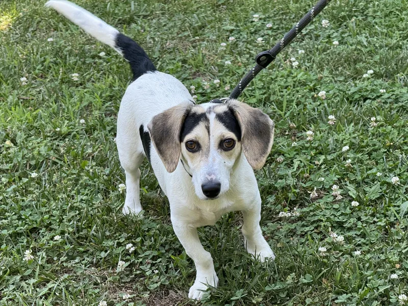 A young small-sized male Tricolor (Brown, Black, & White) Dachshund dog named Slinky for adoption in Meherrin, VA