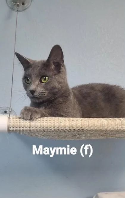 An adult small-sized female Domestic Short Hair cat named Maymie for adoption in Beatrice, NE