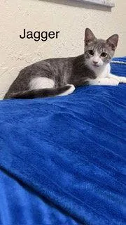 A baby medium-sized male Gray & White Domestic Short Hair cat named Jagger for adoption in Oakland Park, FL