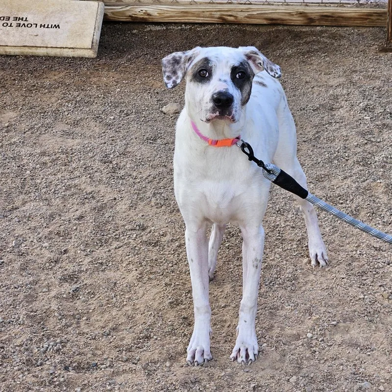 A young medium-sized female Labrador Retriever dog named Glinda for adoption in Las Vegas, NV