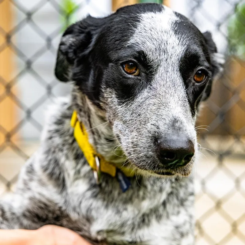 An adult medium-sized female Black Australian Cattle Dog / Blue Heeler dog named Lucky for adoption in Naperville, IL