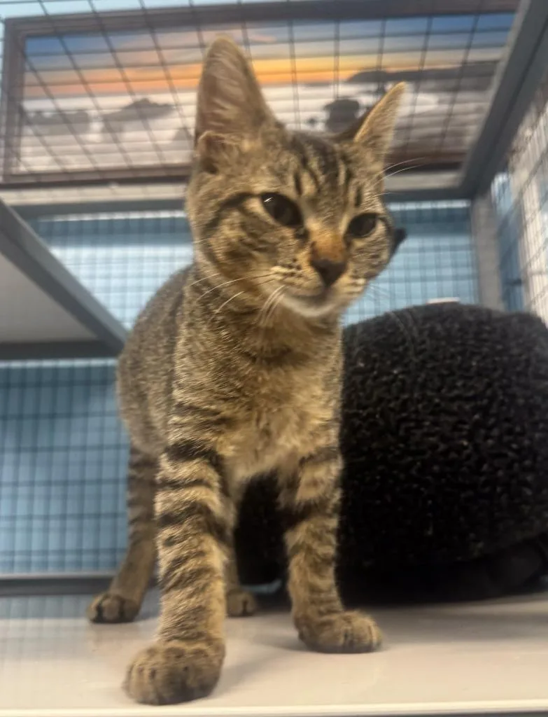 A baby small-sized male Domestic Short Hair cat named Tiger for adoption in Gold Beach, OR