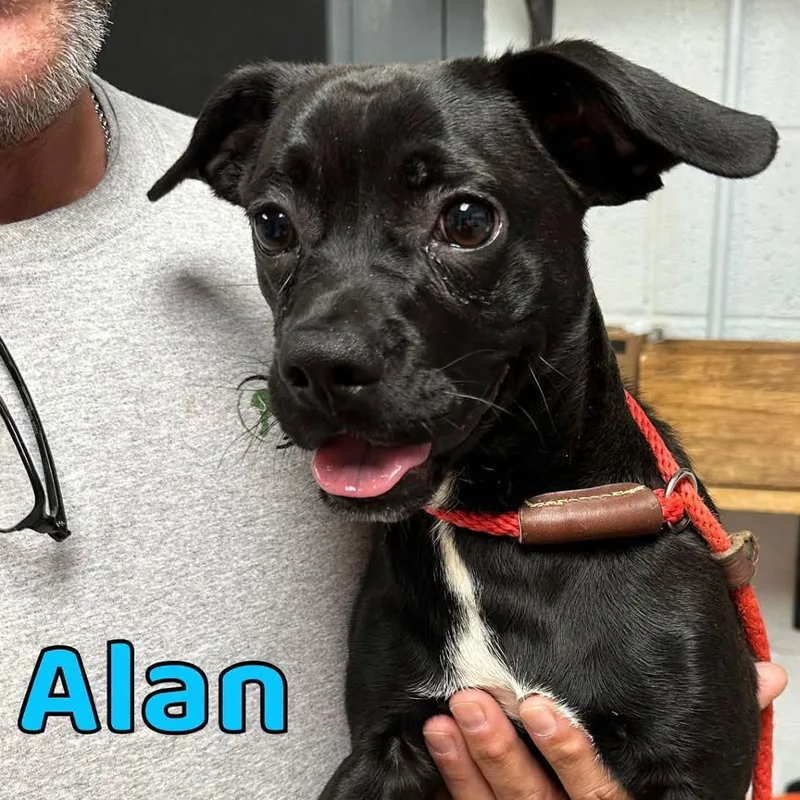 A young small-sized male Terrier dog named Alan for adoption in Oak Ridge, TN