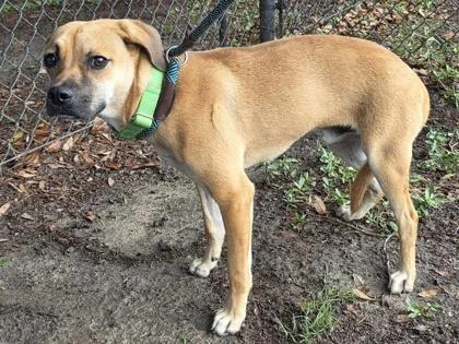An adult small-sized male Carolina Dog dog named Gibson for adoption in Conway, SC