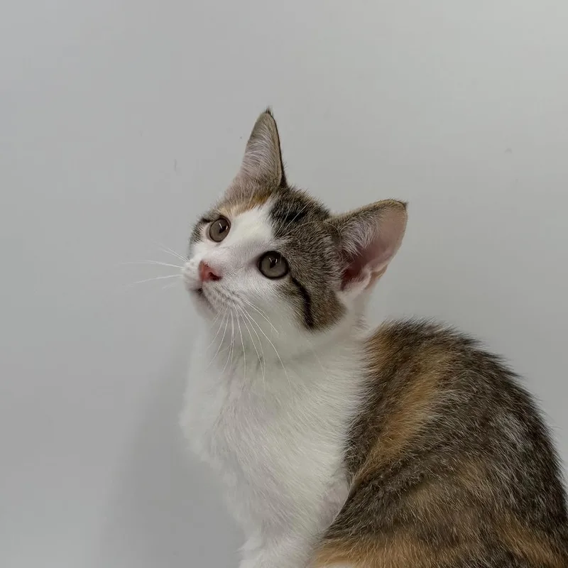 A baby medium-sized female Domestic Short Hair cat named Arwyn for adoption in State College, PA