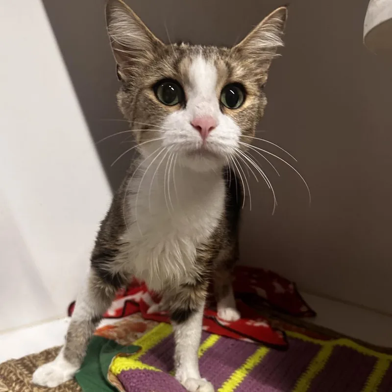 An adult medium-sized female Brown / Chocolate Domestic Medium Hair cat named Squeaky for adoption in Dearborn, MI
