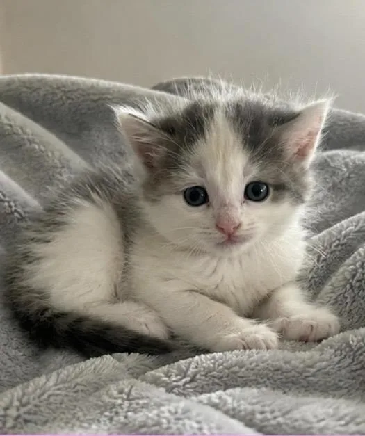 A baby small-sized female Domestic Short Hair cat named Leena for adoption in Columbia, TN