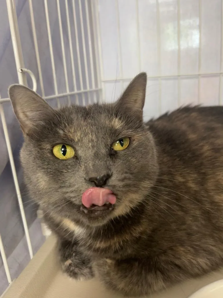 An adult medium-sized female Domestic Short Hair cat named Pride for adoption in Cincinnati, OH