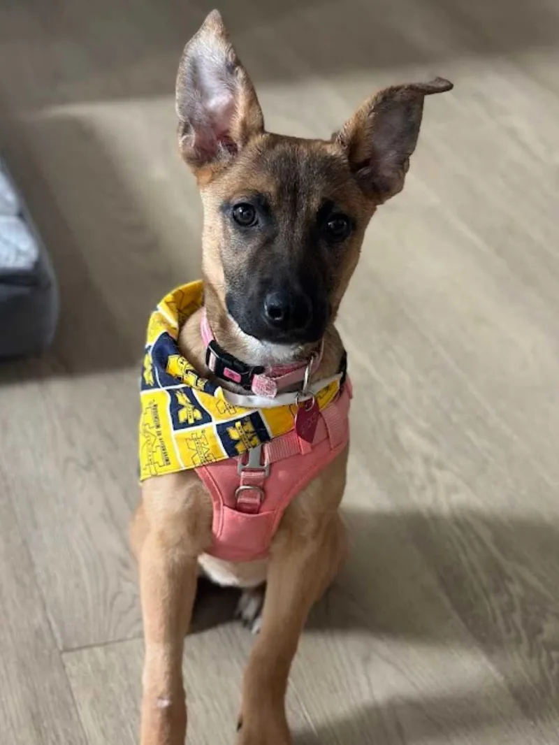 A young large-sized female Bicolor German Shepherd Dog dog named Socks for adoption in Detroit, MI