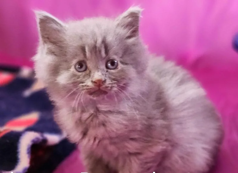 Princess Donut thumbnail 2