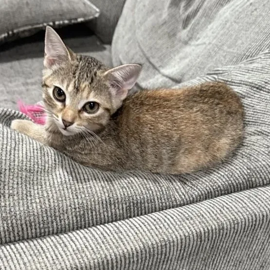 A baby medium-sized female Tabby (Brown / Chocolate) Domestic Short Hair cat named Rose for adoption in Lincoln, NE