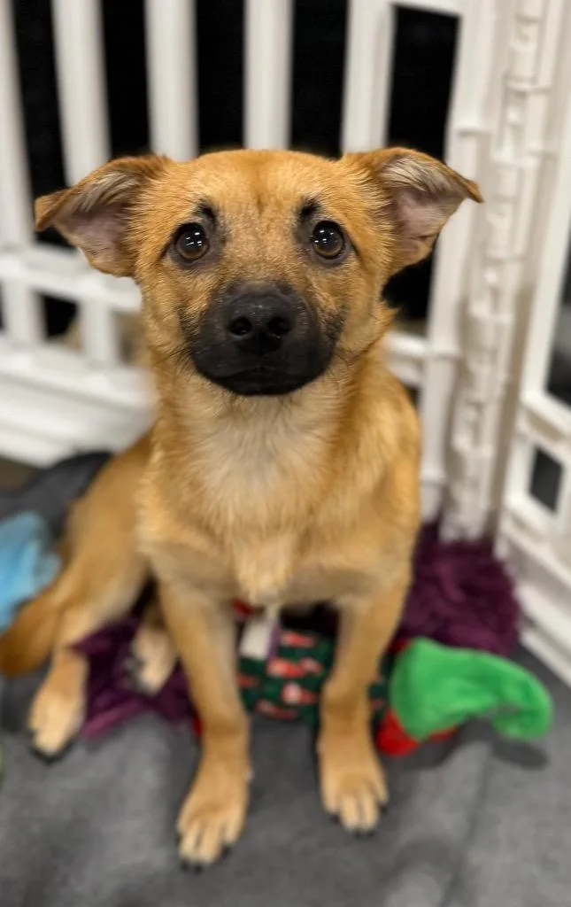 A baby medium-sized male Chihuahua dog named Yooki for adoption in Fort Lupton, CO