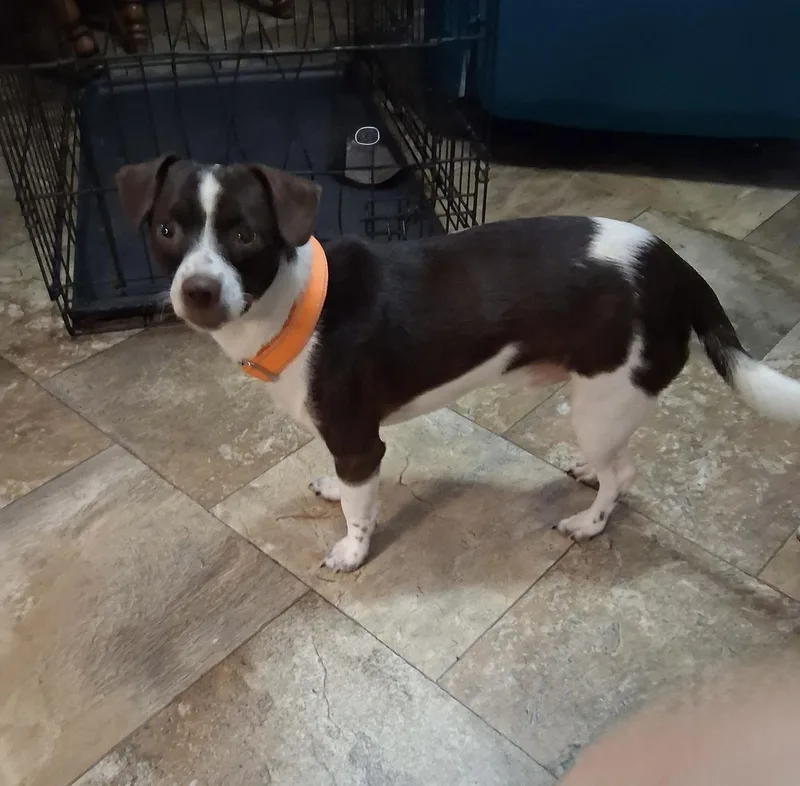 Pepper thumbnail 2
