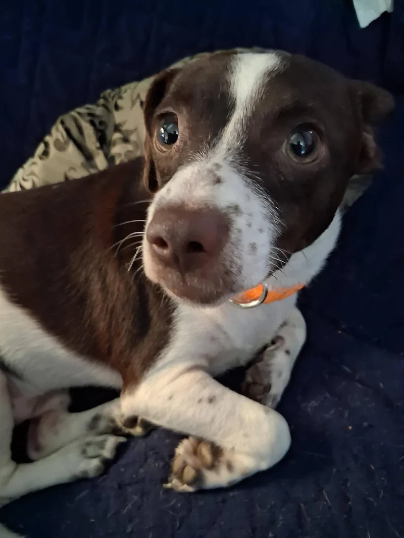 Pepper thumbnail 3