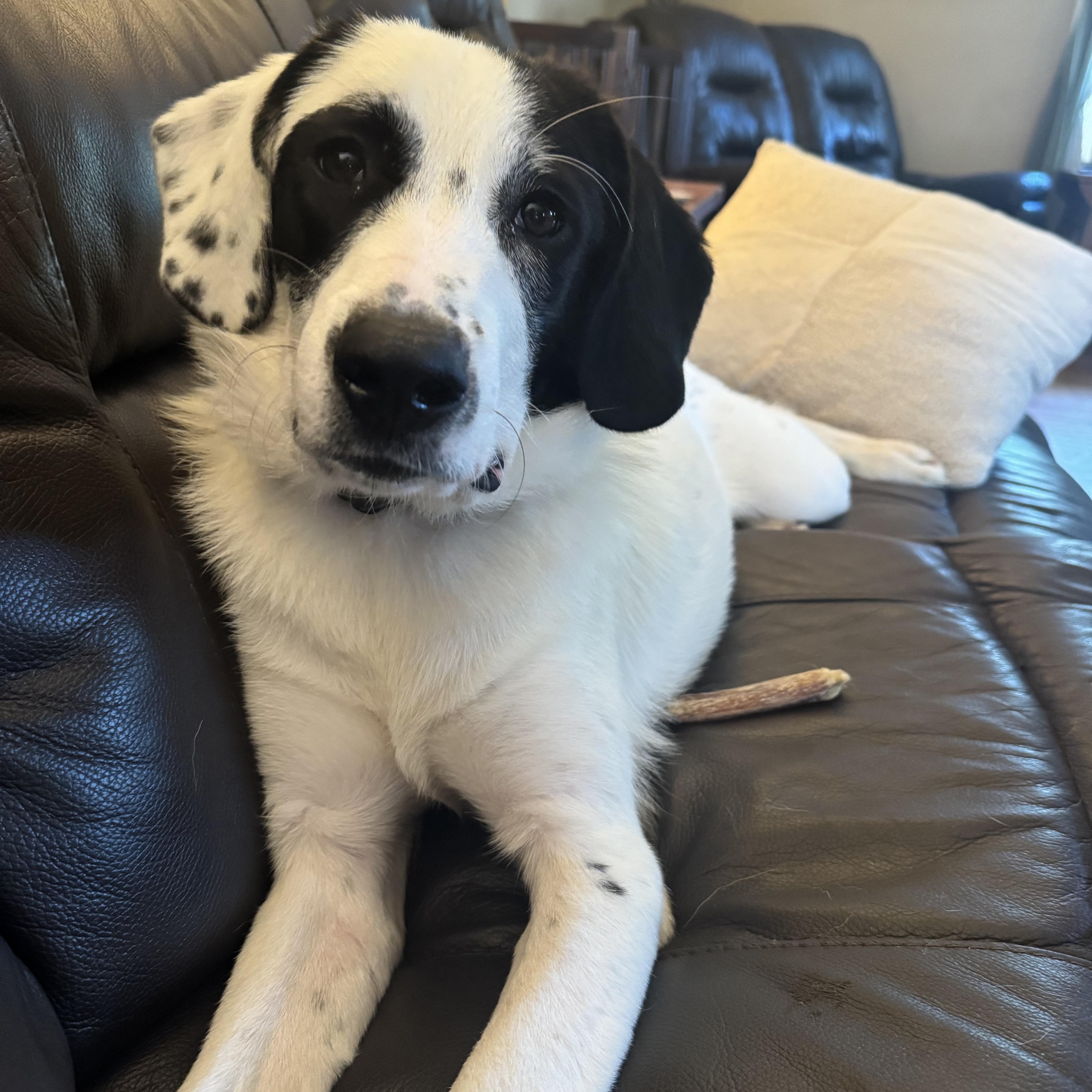 A young medium-sized female Great Pyrenees dog named Pippa for adoption in Cumberland, RI