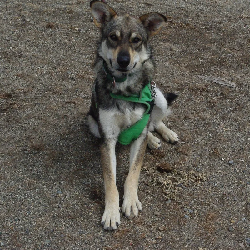 Balto