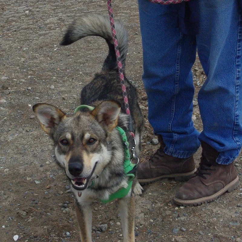 Balto thumbnail 2