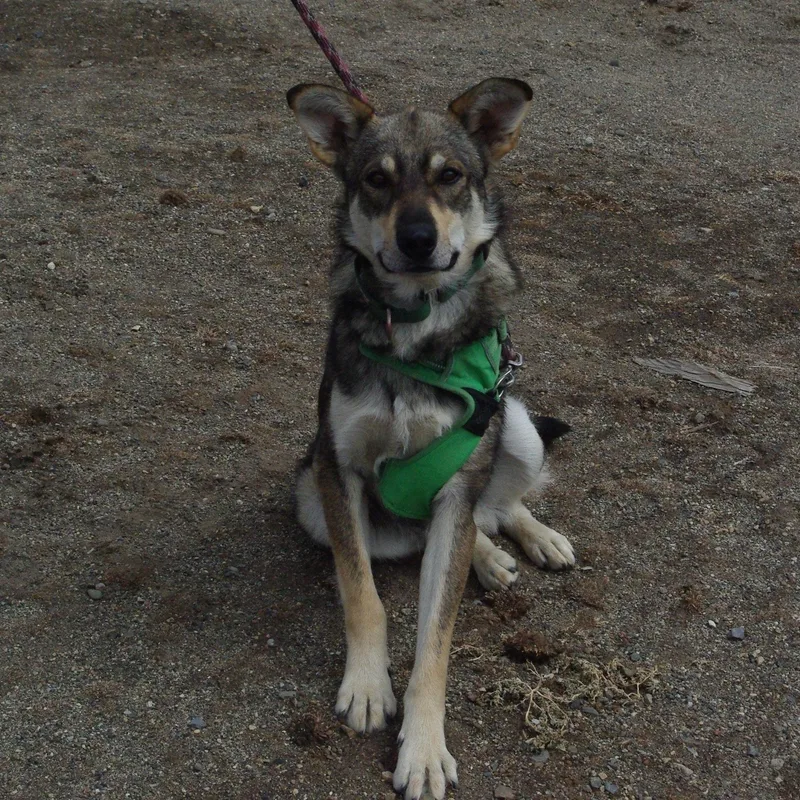 Balto thumbnail 3