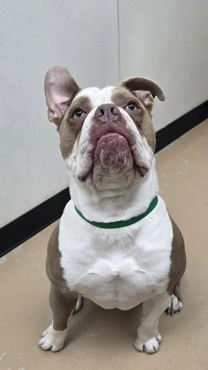 An adult extra large-sized male English Bulldog dog named Blu for adoption in Phoenix, AZ