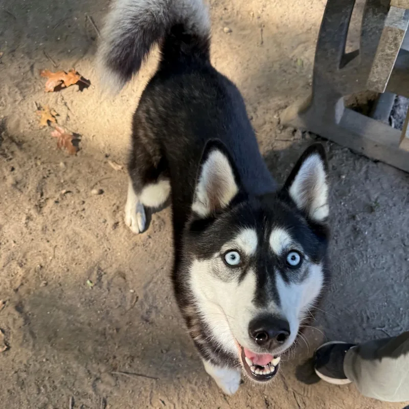 A young medium-sized female Siberian Husky dog named Waffles for adoption in Brookhaven, NY