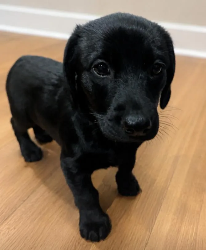 A baby medium-sized female Black Beagle dog named Brooklyn for adoption in CHURCHVILLE, NY